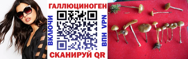 Галлюциногенные грибы Psilocybe Новоалтайск